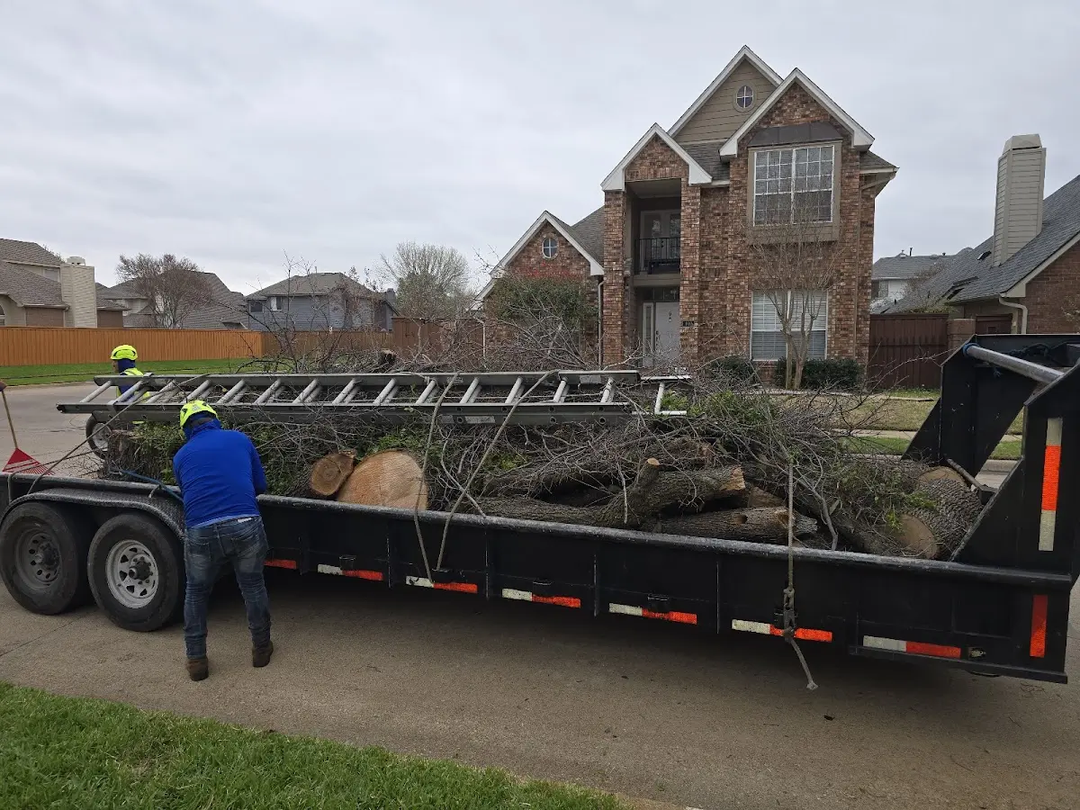 Expert Tree Removal with proper safety equipment in Bayside